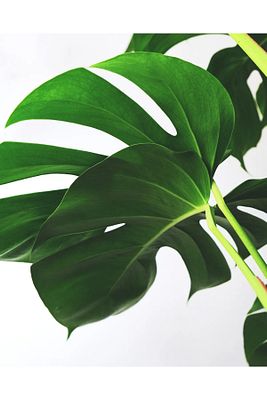 Deve Tabanı Bitkisi 90 110 Cm Monstera Deliciosa ürün fotoğrafı