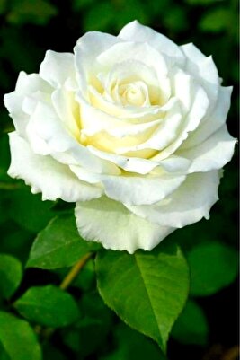 beyaz gül soğanı katmerli dikime hazır 20-24cm açık kök ürün fotoğrafı