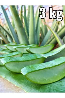 Aloe Vera Jel Için Yaprak, 3 Kg, Doğal, Zehirsiz Üretim, Aloe Vera Leaf, Fidan Hediyeli ürün fotoğrafı