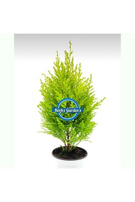 Limon Çamı Limoni Servi 2 Yaşında Fidan 30-35 Cm Boy limoncam1 ürün fotoğrafı