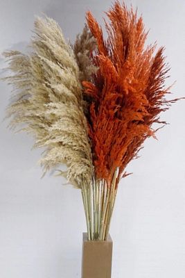 Turuncu- Krem Pampas 10 Adet 120 Cm ürün fotoğrafı