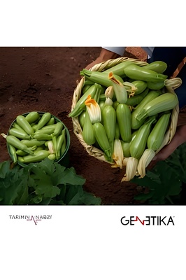 TABLET F1 AMPUL KABAK ürün fotoğrafı