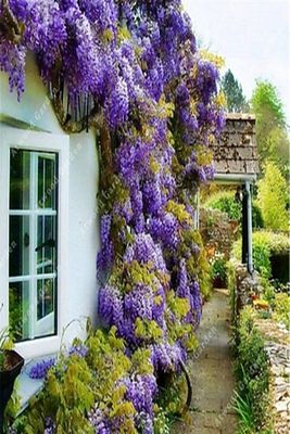 Wisteria Sinensis Kokulu Çin Morsalkım Mor Salkım Fidanı 20-40 Cm ürün fotoğrafı