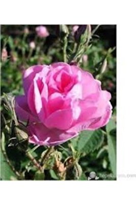 Isparta Gülü Fidanı Yediveren Kokulu 10-20 cm ürün fotoğrafı