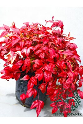 Bodur Renk Değiştiren Cennet Bambusu Çiçeği Nandina Fire Power 30-40 CM ürün fotoğrafı