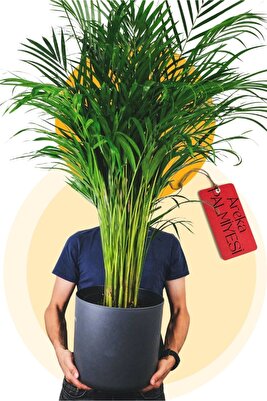 Areka Palmiyesi Ev Ofis Salon Bitkisi 90-110 cm ürün fotoğrafı