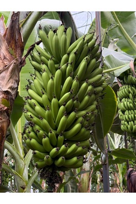 Muz 1kg (YEŞİL MUZ) ürün fotoğrafı