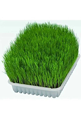 Kedi Otu Mix Karışım Kedi Çimi 100 gr ürün fotoğrafı