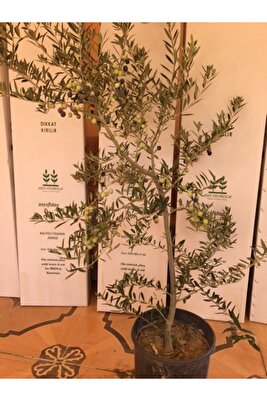 Saksıda 4 Yaş Bol Meyveli Bodur Arbequeinea Ispanyol Zeytin Fidanı ürün fotoğrafı
