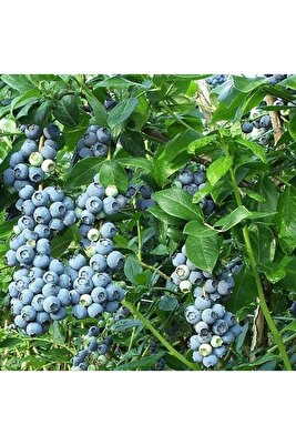 Tüplü Bluegold Yaban Mersini Fidanı ürün fotoğrafı