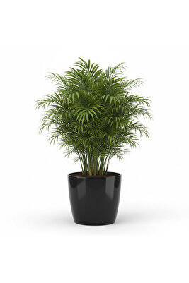 Rüzgar Yapay Çiçekçilik Serinova Yakut 4 7,4 litre Saksı ürün fotoğrafı