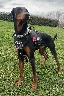 Kişiye Özel, isimli K9 Köpek Tasması, Göğüs Ve Sırt Tasması Seti ürün fotoğrafı