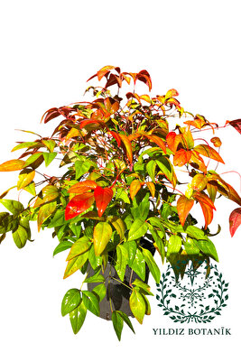 Bodur Renk Değiştiren Cennet Bambusu Çiçeği Nandina Fire Power 30-40 CM ürün fotoğrafı