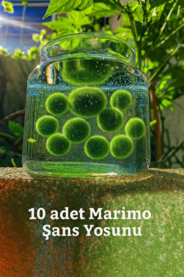 Marimo Baby Şans Yosunu Mossball Büyütmek Ve Çoğaltmak Için 1 Adet (0.5-1CM) ürün fotoğrafı