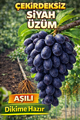 Aşılı Çekirdeksiz Siyah Üzüm 15-20cm Hazir Tutmuş Açık Kök ürün fotoğrafı