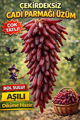 Cadı Parmağı Üzüm( Özel Aşılı Hastalıktan Arındırılmış )açık Kök 1 Adet 30-40cm ürün fotoğrafı