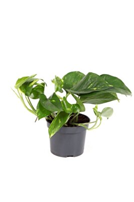Epipremnum Pothos Sarmaşığı Fidanı 10-20 cm ürün fotoğrafı
