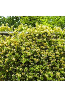 Tüplü Yoğun Kokulu Hanımeli Fidanı (40-70 Cm) ürün fotoğrafı