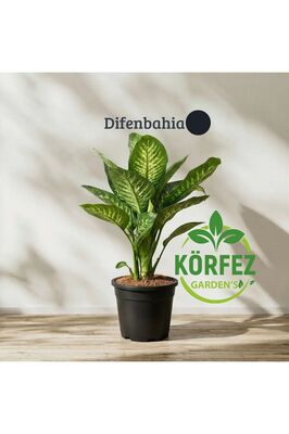 Dieffenbachia - Difenbahya Tropic Snow 40-50 Cm Boyunda Üretim Saksısında ürün fotoğrafı