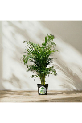 Areka Palmiyesi Ev Ofis Salon Bitkisi 90-110 cm ürün fotoğrafı