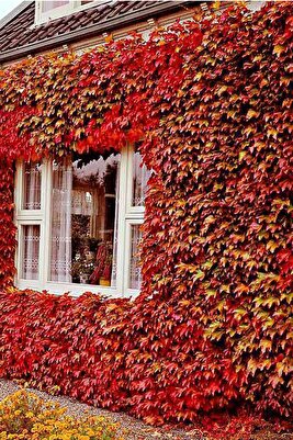 10 Adet Amerikan Sarmaşığı (Ampelopsis Quinquefolia) Çit Bitkisi ürün fotoğrafı