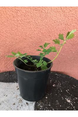 Şifalı Kırlangıç Otu 10-20 Cm ürün fotoğrafı