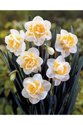 Katmerli İthal Nergis Çiçeği Soğanı Kokulu 4 Adet ürün fotoğrafı