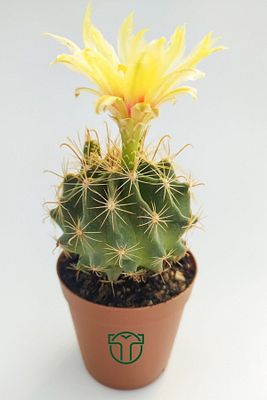 Thelocactus Ideas Çiçek Açan Kaktüs 5.5 cm ürün fotoğrafı