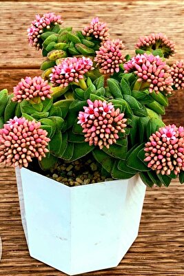 Crassula Springtime Mum Hoya Kaktüs /şuan Çiçeksizdir ürün fotoğrafı
