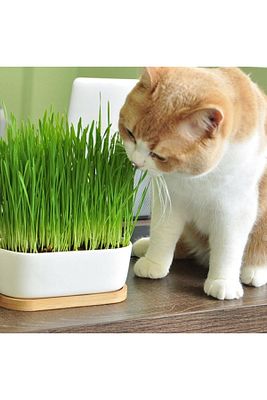 %100 Doğal Fileli Kedi Çimi (tüy Yumağı Önleyici) ürün fotoğrafı