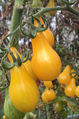 Sarı Ampul Domates Tohumu 35 Adet ürün fotoğrafı