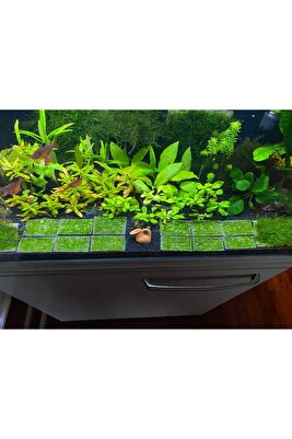 Java Moss Akvaryum Bitkisi 5x5 Tele Sarılı 10'lu Paket ürün fotoğrafı