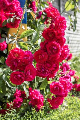 Sarmaşık Pembe Gül Fidani Ultra Kokulu 35-40cm Açık Kök ürün fotoğrafı