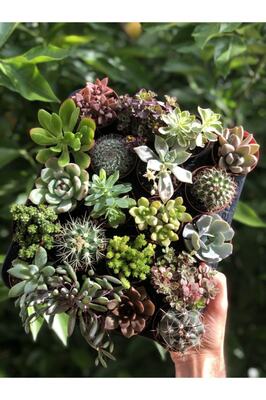 Kaktüs Sukulent Mix 10 Adet ürün fotoğrafı