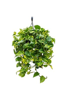 Pothos Sarmaşığı Askılı Saksıda Epipremnum Aureum Bitkisi Potos Ev Bitkisi Ofis Bitki Salon Bitkisi ürün fotoğrafı