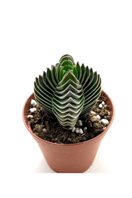 Crassula Buddha's Temple 5.5 Cm 1.kalite Özel Ürün ürün fotoğrafı