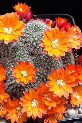 Rebutia Muscula Çiçekli Kaktüs Sukulent Minik 5.5cm ürün fotoğrafı