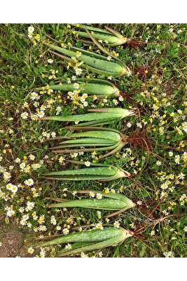 Çok Büyüyen Aloe Vera Bitkisi Fidanı 25 Cm Saksısız Sarısabır ürün fotoğrafı
