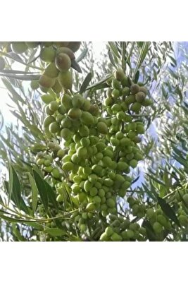 Küçük Form Arbequina Ispanya Zeytin Ağacı ürün fotoğrafı