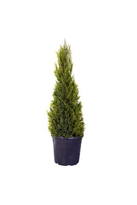 HAFTANIN YILDIZI Limon Çamı - Limoni Servi (CUPRESSUS MACROCARPA) (100 - 120CM SAKSI DAHİL) ürün fotoğrafı