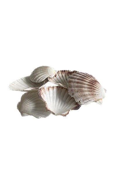 Природна декоративна морска школка 10-12cm 1 парче