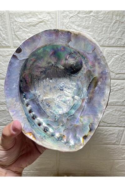 Природна школка Abalone Philippines Midea