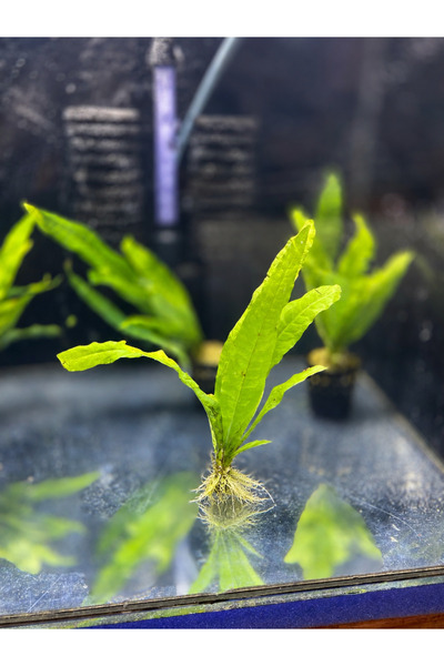 Аквариумско растение Java Fern просечно 4-6 листови