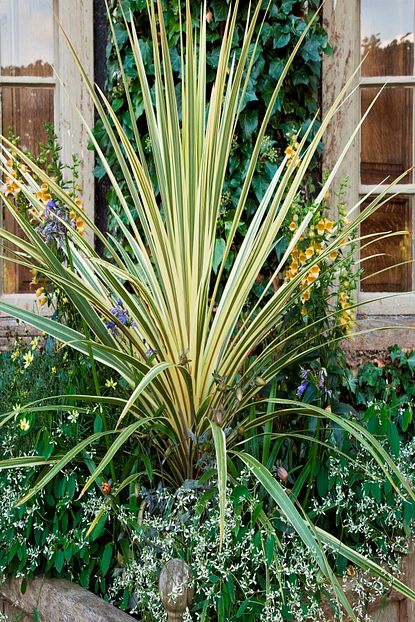 phormium tenax alacali dis mekan sus bitkisi bahce isyeri otel