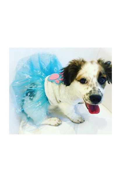 Dogi Dog Kucuk Irk Pati Tutu Kedi Kopek Elbisesi S Beden 0 5 Kg 1 5 Kg Sirt Olcusu 20 Cm D00056 Trendyol