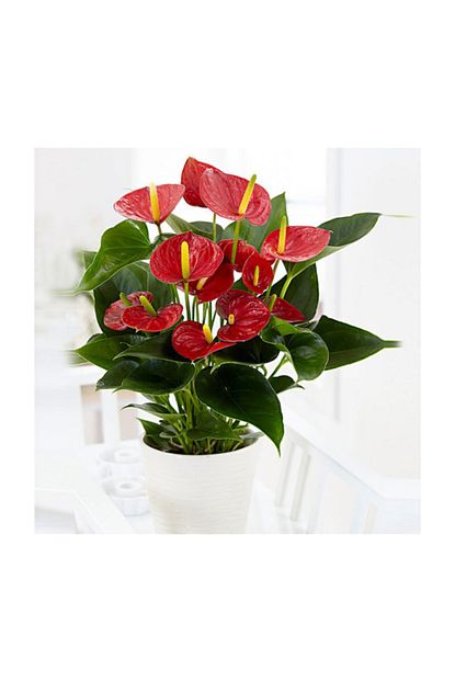 Salonbitkileri Antoryum Cicegi 60 Cm Trendyol