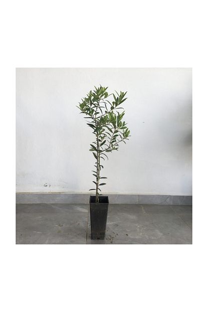 Fidan Sahasi Saksili Bodur Arbequina Zeytin Fidani 1 Yas 40 60 Cm Boy Trendyol