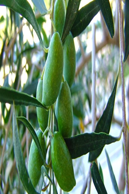 Idea Bahce Tuplu Asili Tam Bodur Koroneike Zeytin Fidani Meyve Verme Yasinda Trendyol