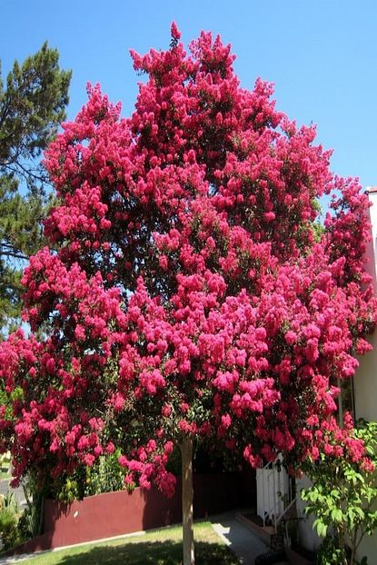 Reyon Ermenek Tuplu Yogun Kokulu Pembe Renkli Oya Agaci Fidani 70 120 Cm Trendyol