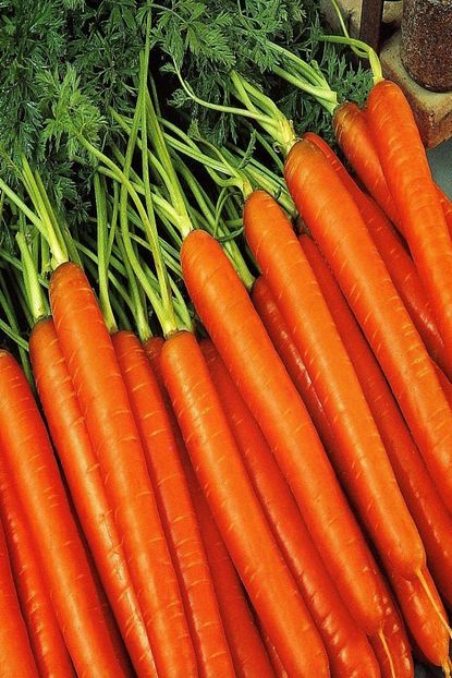 Online Taki Scarlet Nantes Havuc Tohumu 1 Kg Trendyol